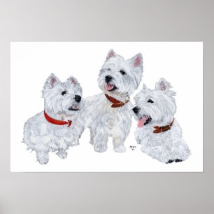 Poster Conférence Westie
