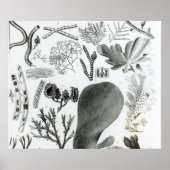 Poster Conferra Fucus (Devant)