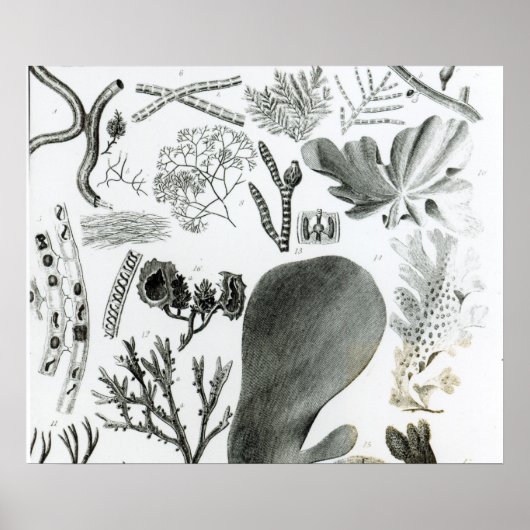 Poster Conferra Fucus (Devant)