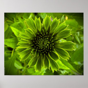 Poster Confleur,