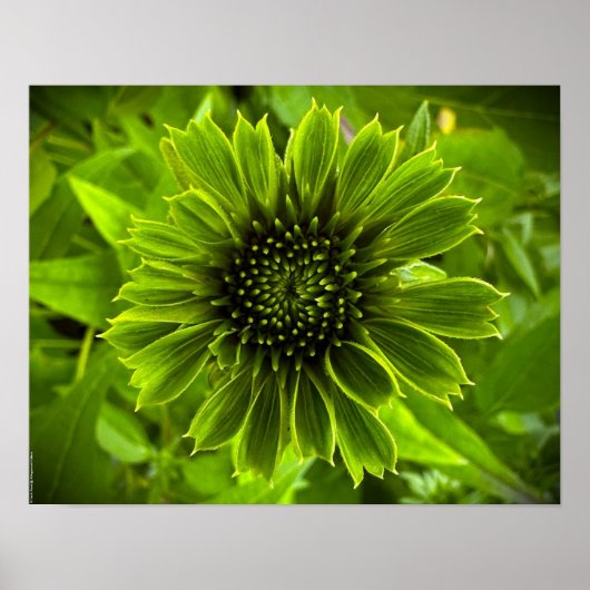 Poster Confleur, (Devant)