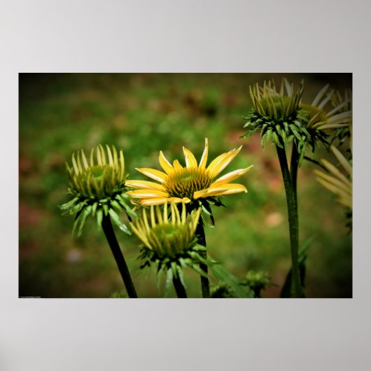 Poster Confleur, (Devant)