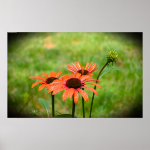 Poster Confleur,