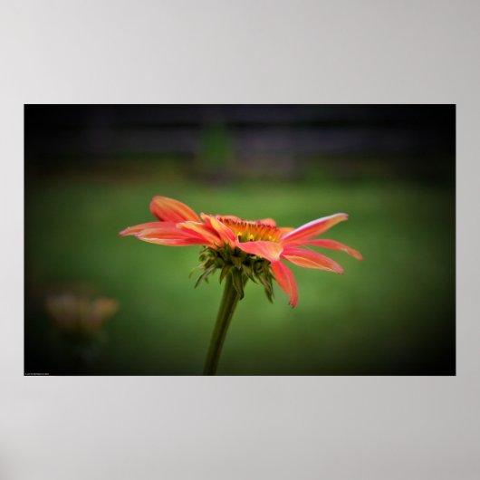 Poster Confleur, (Devant)