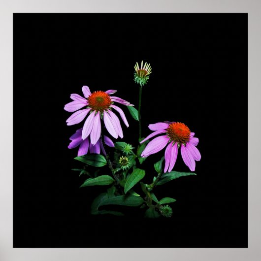 Poster Confleur violet sur noir (Devant)