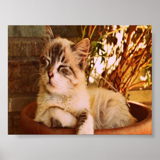 Poster Confort Sleepy Kitty (Devant)