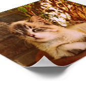 Poster Confort Sleepy Kitty (Coin)