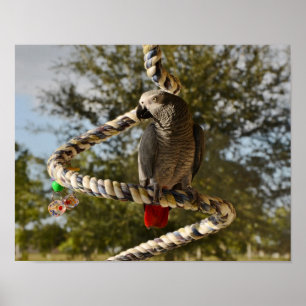 Poster Congo African Grey sur la pente