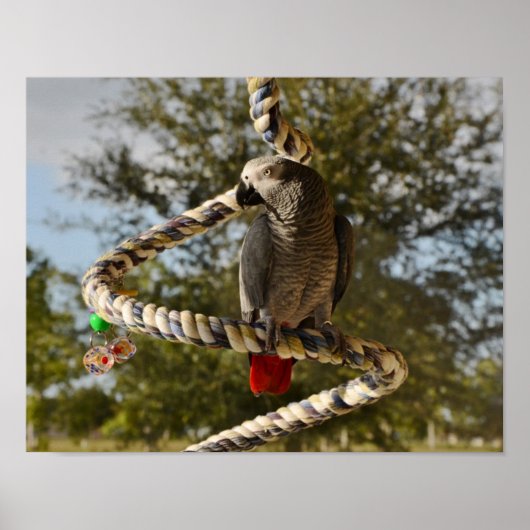 Poster Congo African Grey sur la pente (Devant)
