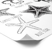 Poster Connaissez vos étoiles de mer - Groupes Starfish (Coin)