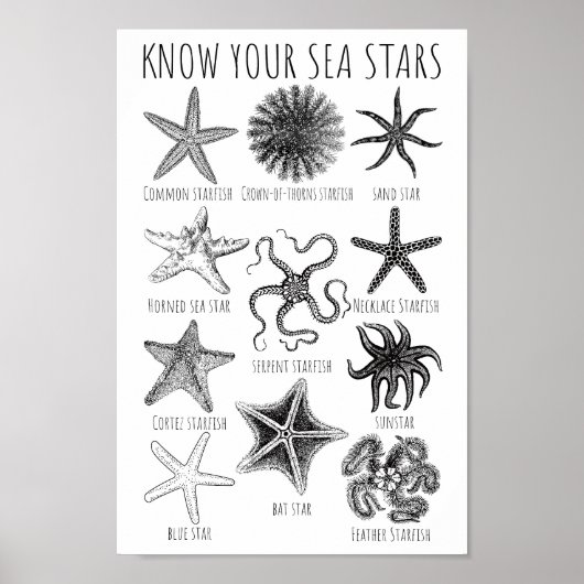 Poster Connaissez vos étoiles de mer - Groupes Starfish (Devant)