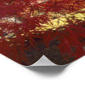 Poster Connecticut : Darien, érable japonais Acer (Coin)