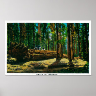 Poster Connexion automatique dans la forêt géante, séquoi