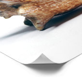 Poster conque (Coin)