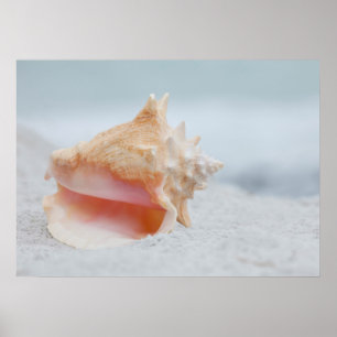 Poster Conque Shell