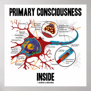 Poster Conscience primaire à l'intérieur (Neuron / Synaps