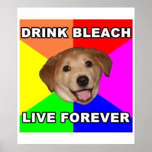 Poster Conseil Chien