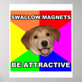 Poster Conseil Chien Swallow Magnets (Devant)