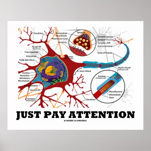 Poster Conseils d'attention Neuron / Synapse (Devant)