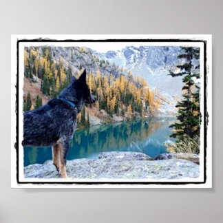 Poster Conservation Canine "Max" Photo/Poster