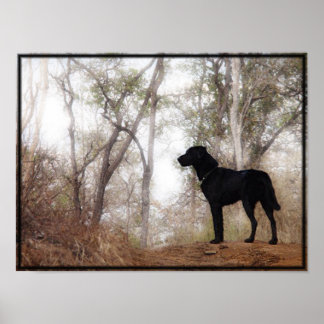 Poster Conservation Canine "Scooby" Image/Impression
