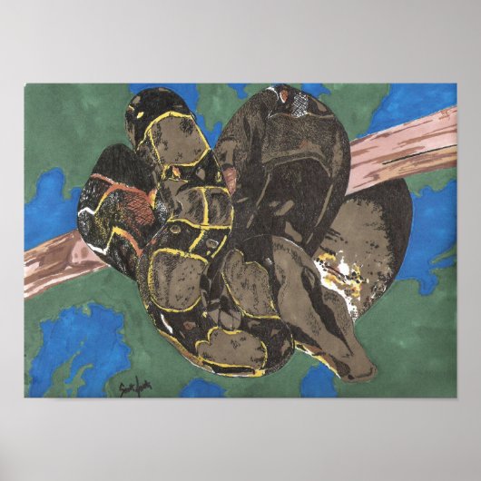 Poster Constricteur Boa (Devant)