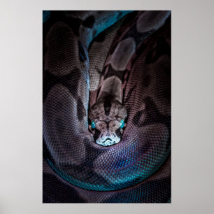 POSTER CONSTRICTEUR BOA CURSÉ