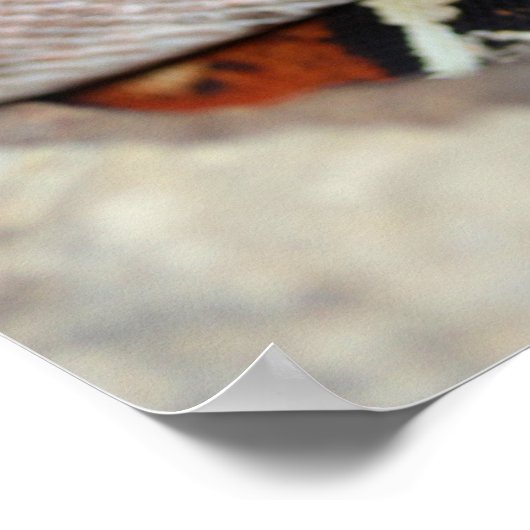 Poster Constricteur de la queue rouge (Coin)