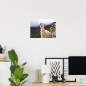 Poster Contempler l'affiche de Llama (Bureau à domicile)