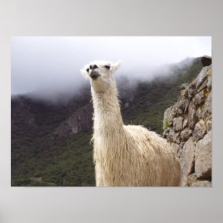 Poster Contempler l'affiche de Llama