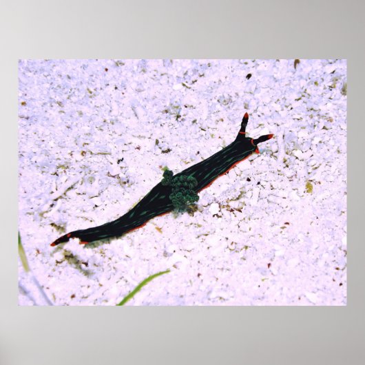 Poster Contredire Nudibranche (Devant)