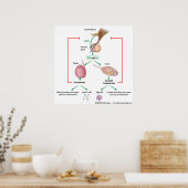 Poster Contrôle hormonal de la puberté chez les garçons e (Cuisine)