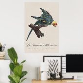 Poster Conure de Caroline, Conuropsis carolinensis (Bureau à domicile)
