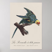 Poster Conure de Caroline, Conuropsis carolinensis (Devant)