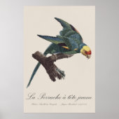 Poster Conure de Caroline, Conuropsis carolinensis (Devant)