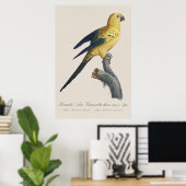 Poster Conure soleil Aratinga solstitialis (Bureau à domicile)