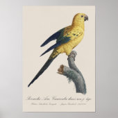 Poster Conure soleil Aratinga solstitialis (Devant)