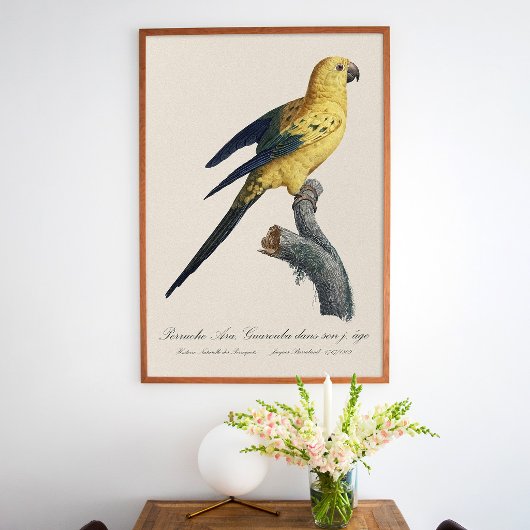 Poster Conure soleil Aratinga solstitialis