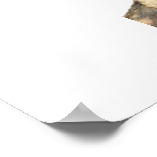 Poster Conure verte à la joue (Coin)