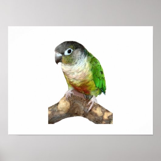 Poster Conure verte à la joue (Devant)