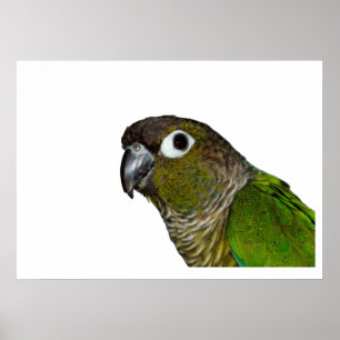 Poster Conure verte à mâcher
