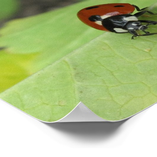 Poster convivial Ladybug (Coin)