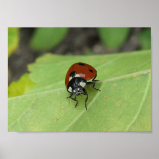 Poster convivial Ladybug