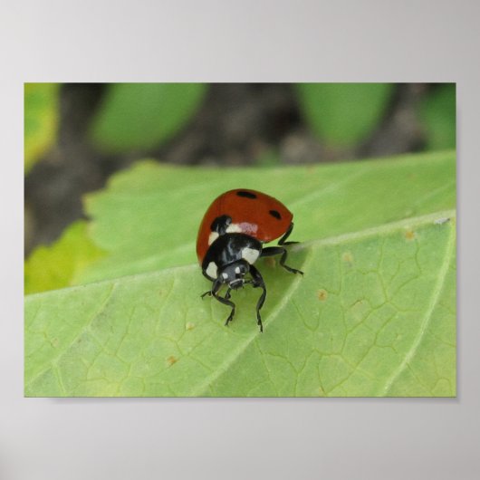 Poster convivial Ladybug (Devant)