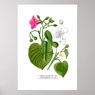 Poster Convolvulaceae spp.