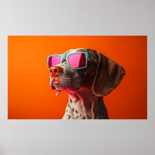 Poster Cool Bracco italiano dog with sunglasses (Devant)