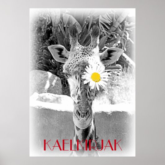 Poster Cool Giraffe Poster! (Devant)