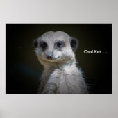 Poster Cool Kat...... (Devant)