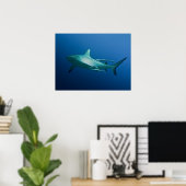 Poster cool Reef Shark (Bureau à domicile)