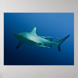 Poster cool Reef Shark